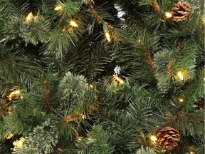 Visitors will have a chance to cut their own Christmas tree in the community fuel break at Prince Albert National Park.