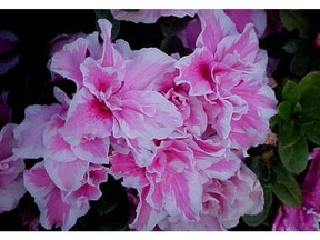 Azaleas are more difficult to look after than other hosueplants.