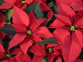 Stock image of Red poinsettias for the Christmas season. Getty Images/ iStock Photo