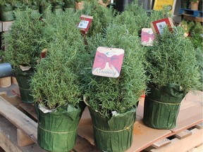 A rosemary plant can be used as a Christmas tree.