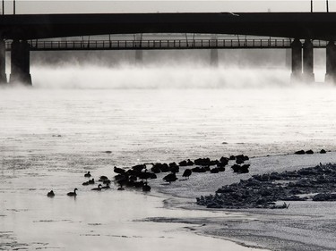 It's not clear what these geese are waiting for, but a lot of people will be heading south now that Saskatoon is caught in a deep freeze, December 8, 2016.