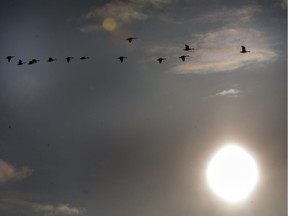 Despite water in the area becoming rapidly frozen, some geese are still hanging around, December 6, 2016.