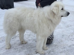 Sookie, a two-year-old Great Pyrenees, faces a frustrating life after losing a paw to an illegal snare, her owner says. Submitted photo