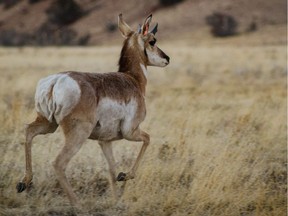 A Maple Creek man has been fined after pleading guilty to running down a pronghorn antelope with an ATV