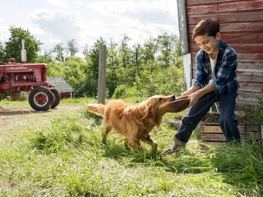 Bryce Gheisar stars in "A Dog's Purpose."