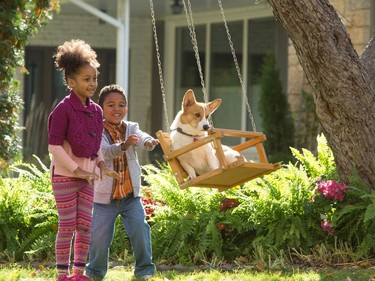 Brooke Warrington and Treyton Walcott star in "A Dog's Purpose."