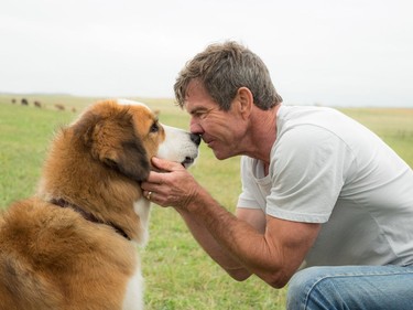 Dennis Quaid stars in "A Dog's Purpose."