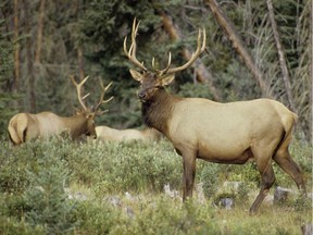 In December 1959, Prince Albert National Park embarked on an elk reduction program. (photo by John Perret)