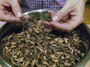 In this Nov. 30, 2016, photo, Stephen Swanson shows a bowl of frozen crickets at Tomorrow's Harvest cricket farm in Williston, Vt. Farmers are raising the alternative livestock they claim is more ecologically sound than meat, but is sure to bug some people out: crickets.