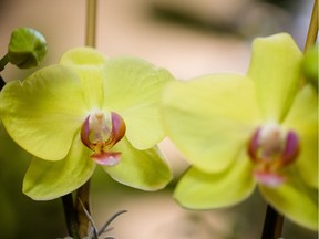 MONTREAL, QUE.: MAY 15, 2013 -- Light yellow phalaenopsis orchids photographed at Westmount Florist in Pointe Claire, west of Montreal on Wednesday, May 15, 2013. (Dario Ayala / THE GAZETTE) ORG XMIT: 46754