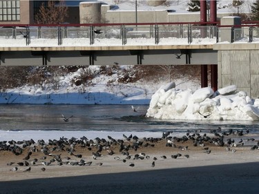 Pigeons gather in the sunlight on a sandbank below the Senator Sid Buckwold Bridge during the warm -1 C weather in Saskatoon on January 16, 2017.