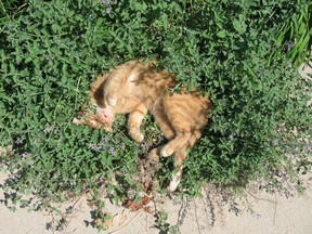 A cat sleeps in a bed of catmint (Teresa Stanton photo)