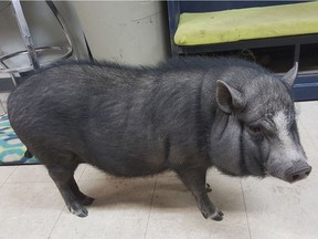 Lloydminster resident Stacey Walton is petitioning the City of Lloydminster to change its bylaws so she can keep her pet pig Arnold. Photos from Facebook.