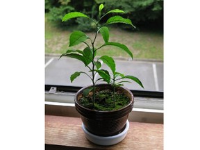 Orange seedling (Tangopaso photo)