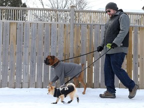 Loki the boxer and Fawkes the chihuahua-pomeranian cross were dressed for the weather on their walk Feb. 28, 2017 in Saskatoon, where the windchill was -16C  (Michelle Berg / Saskatoon StarPhoenix)