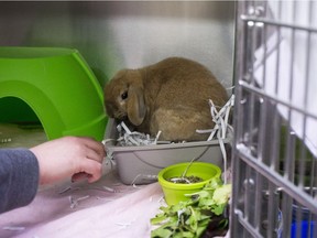 A rabbit sits in a cage at the adoption wing of the SPCA shelter in Saskatoon, SK on Friday, February 24, 2017.