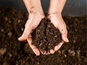 Eliminating garden soil from your plant mixture for seedlings is one good way to avoid the damping-off fungi.