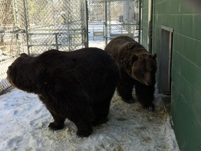 Grizzly bears Mistaya and Koda have emerged from hibernation at the Saskatoon Forestry Farm.