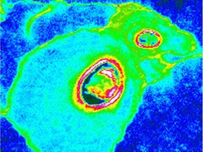 Images of osteons on the bone tissue of Napoleonic era British navy personnel studied at the Canadian Light Source, taken from the cover of the March edition of the Journal of Analytical Atomic Spectrometry.