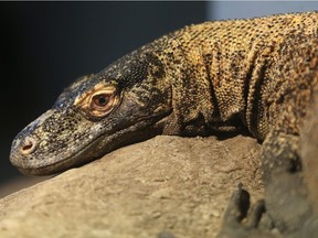 SASKATOON, SK - March 29, 2017 - A sneak peak of the new Komodo Island exhibit at the Saskatoon Forestry Farm which opens to public Saturday in Saskatoon on March 29, 2017. The Komodo dragons, Thorn and Shruikan are 3-years-old, six feet long brothers bred in captivity and are currently on loan for the 2017 season from the Calgary Zoo. The venomous reptiles will grow by 30 per cent over their 12 months at the zoo - over 10 feet long. (Michelle Berg / Saskatoon StarPhoenix)