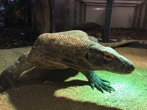 Saskatoon's Forestry Farm and Zoo will host two Komodo dragons on loan from the Calgary Zoo for a year. (Photo supplied by the City of Saskatoon)