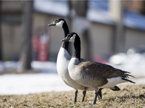 A pair of Canada geese take advantage of the sunshine in Saskatoon on March 3, 2017.