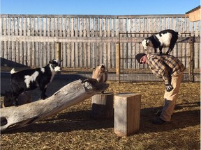 The Grotto Gardens near Maple Creek has a goat walk, and will soon offer goat yoga classes.