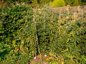 Tomatoes and runner beans growing in a vegetable plot, England, UK, Western Europe.