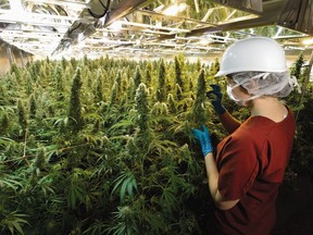 A worker inside CanniMed Therapeutics Inc.'s medical marijuana production facility southeast of Saskatoon.