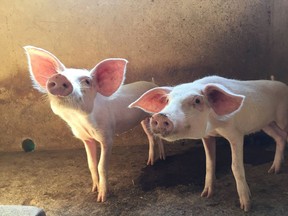 As part of the U of S Canada 150 Project, the third annual University of Saskatchewan Images of Research winners were chosen in a variety of categories. This image: Two pigs. Two Nations. One health. (Grand Prize)