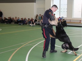 Cst. Mike Morton, with the Saskatoon Police Service, gets ready to take a bite from Ozzie, a Saskatoon police K9 officer, during a mock takedown on Tuesday afternoon. The demonstration took place in front of roughly 20 students from the Adventures in Technology program, sponsored by the city's five Rotary Clubs, which allows students from across Canada-- and a few from around the world -- to learn about advanced technology, development and applications in Canada. The demonstration at the SPS headquarters was just one of several stops for the students, as they also stopped by the Saskatoon Fire Department and the University of Saskatchewan. (Morgan Modjeski/The Saskatoon StarPhoenix)