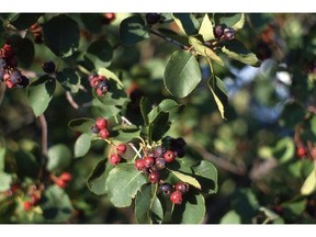 'Honeywood' saskatoon berries (Sara Williams photo)