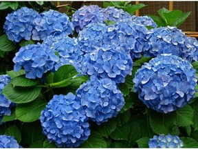 Hydrangeas (Yoshikazu Hara photo)