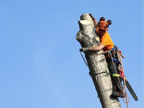 SASKATOON, SK - April 11, 2017 - A Porcupine Tree Care worker secures rope around the top of a tall tree before cutting it down in Saskatoon on April 11, 2017. (Michelle Berg / Saskatoon StarPhoenix)