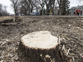 A cut tree can be seen along Spadina Crescent in Saskatoon.