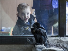 Liam Keys, who is two-years-old, looks into the monkey exhibit to see the new baby monkey at the Saskatoon Zoo and Forestry Farm in Saskatoon, Sask. on Friday, April 28, 2017.