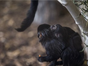 Saskatoon's newest baby Goeldi monkey is seen attached to its mom inside the exhibit at the Saskatoon Zoo and Forestry Farm and Zoo in Saskatoon, April 28, 2017.