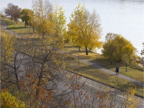 SASKATOON,SK-- October 15/2014-- A person walks among the trees changing colour on Spadina Crescent north of Ravine Drive,  Wednesday, October 15, 2014. (GREG PENDER/STAR PHOENIX)