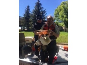 A member of the Saskatoon Fire Department's water rescue team and John Polson of the Wildlife Rehabilitation Society with the injured pelican on board one of the rescue boats on Saturday, May 27. The pelican had a fractured wing and has since been euthanized. Uploaded May 29, 2017. Photo provided by the Saskatoon Fire Department.