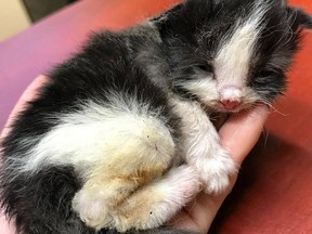 A one-week old kitten, who was rushed to the SPCA in Prince Albert, after being lit on fire. FACEBOOK