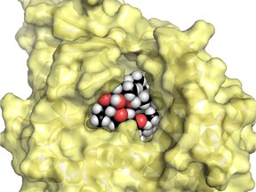 An image of a bacterial kinase (in yellow) just before it renders a macrolide antibiotic (the black, white and red balls) useless. Submitted photo