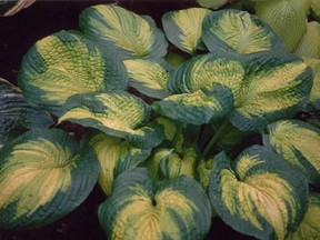 Brother Stefan has been named Hosta of the Year by American Hosta Growers Association (Olga Petryszyn photo)