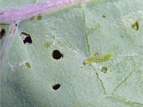 Cabbageworm (Maureen Troesch photo)