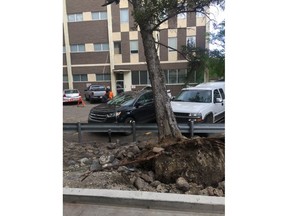 A large tree fell on a car in a parking lot off Spadina Crescent on Wednesday. (Alex MacPherson/Saskatoon StarPhoenix)