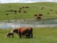 Triple A Herefords Ranch near Moose Jaw.(Supplied/Photo courtesy of Bridget Andrews, Triple A Herefords) (For the Saskatoon StarPhoenix)