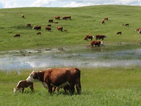 Bridget Andrews, co-owner of Triple A Herefords near Moose Jaw, said the cattle industry decline in 2016 was concerning for Saskatchewan farmers. (Supplied/Photo courtesy of Bridget Andrews, Triple A Herefords)