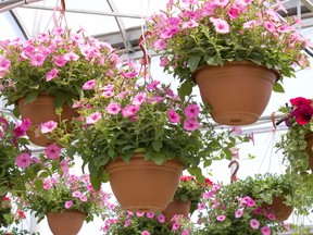 Pink petunia hanging baskets for sale in a glass greenhouse.