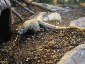 A sneak peek at the new Komodo Island exhibit at the Saskatoon Forestry Farm which opens to public Saturday in Saskatoon on March 29, 2017. The Komodo dragons, Thorn and Shruikan, are three years old and six feet long. The brothers were bred in captivity and are currently on loan for the 2017 season from the Calgary Zoo. The venomous reptiles are expected to grow by 30 per cent over their 12 months at the zoo - which will make them more than 10 feet long.