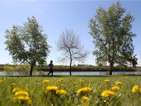A woman runs along the Meewasin trail beside a field of dandelions on a sunny morning in Saskatoon on May 15, 2017.