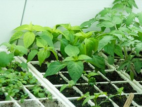 Seedling transplants (John Athayde photo)